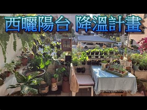 西曬陽台觀葉植物|【西曬陽台觀葉植物】西曬超爆力的陽台也能有綠意！15款耐曬又。